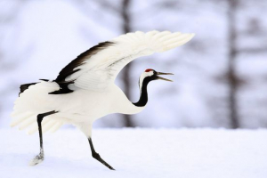 Japán zhuravl